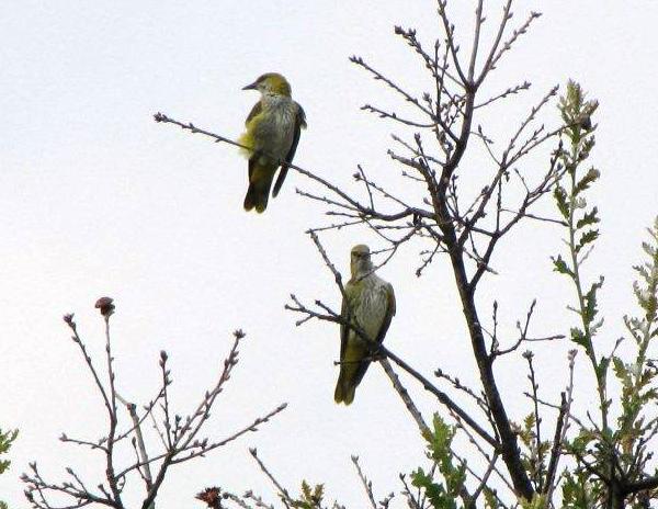 Rigogolo - Oriolus oriolus in Digiscoping